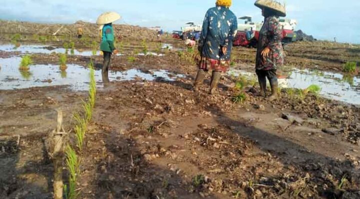 Kawasan pertanian di Katimpun, Palangka Raya.