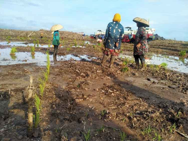 Katimpun Terima Program Cetak Sawah 560 Hektare untuk Ketahanan Pangan