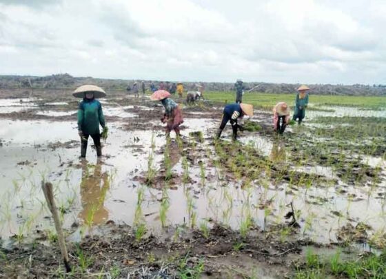 Salah satu kawasan pertanian padi di Palangka Raya, Kalimantan Tengah.