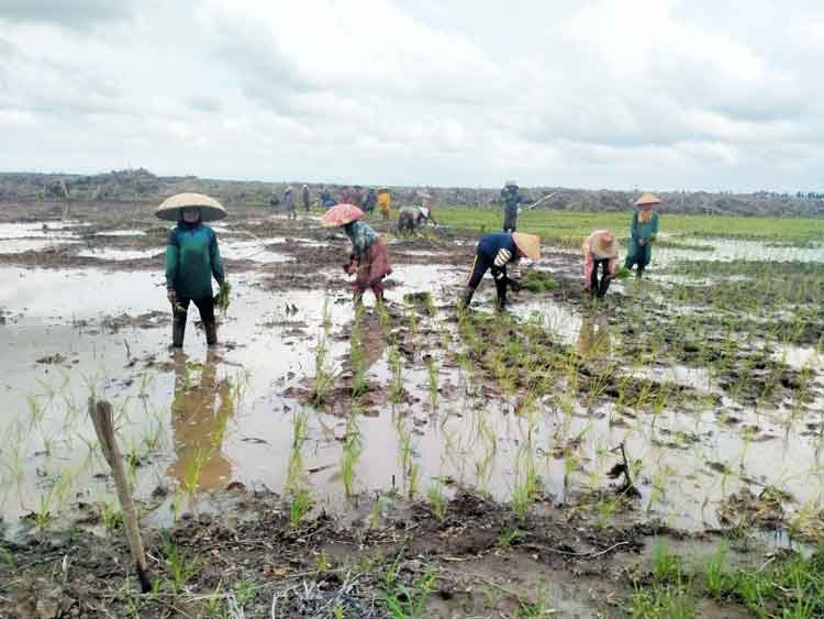 Politisi Gerindra Dukung Optimalisasi Program Cetak Sawah 10 Ribu Hektare untuk Palangka Raya