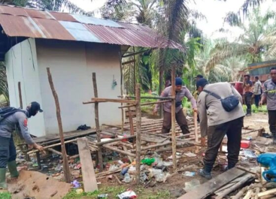 Salah satu pondok warga masyarakat Desa Satiung saat dibongkar oleh petugas PT KIU, September 2024.