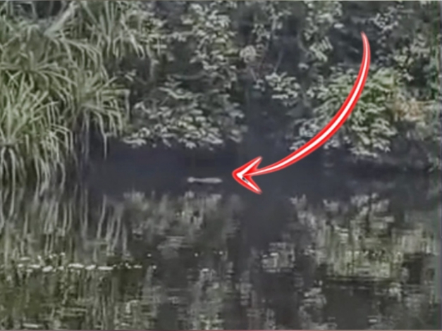 Buaya Besar Terekam di Sungai Palangan, Dekat Rumah Warga