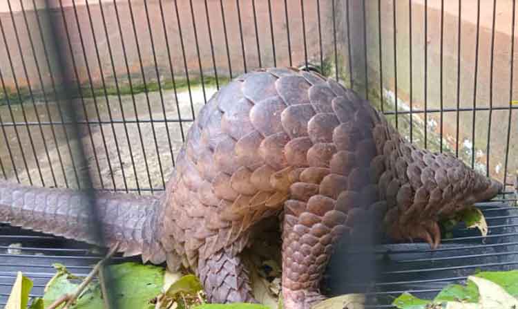 Nyaris Dijual, Warga Batuah Pilih Serahkan Pemakan Semut Bersisik ini ke BKSDA