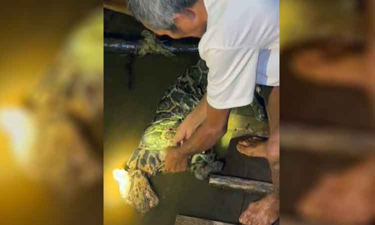 Macan Dahan Nyaris Masuk Rumah Warga di Cempaga, Diduga Bersal dari Hutan Seberang Desa