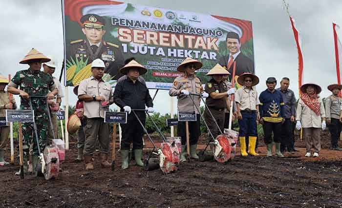 Optimalisasi Lahan Tidur, Penanaman Jagung 1 Juta Hektare di Kotim Resmi Dimulai