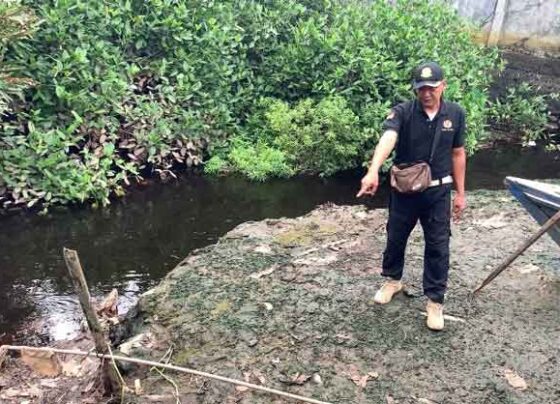 Kepala BKSDA Pos Sampit, Muriansyah saat mengecek kemunculan buaya di Sungai Mentawa