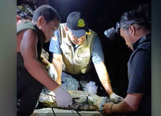 Kepala BKSDA Resort Sampit, Muriansyah dibantu Komunitas Pecinta Reptile Sampit mengevakuasi buaya yang muncul di Sungai Mentawa yang selama ini meresahkan warga, Jumat malam, 24 januari 2025.