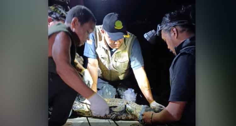Buaya Muara yang Viral Karena Diberi Makan Warga Akhirnya Ditangkap