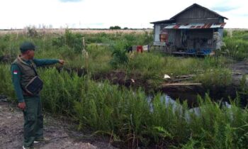 Kepala BKSDA Resort Sampit, Muriansyah menunjukkan lokasi serangan buaya di Desa Lampuyang, Kecamatan Teluk Sampit.