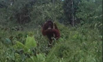 Orangutan berada di dekat permukiman warga di Jalan Walter Hugo, Kecamatan Baamang, Kabupaten Kotawaringin Timur.