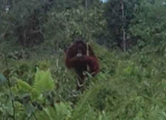 Orangutan berada di dekat permukiman warga di Jalan Walter Hugo, Kecamatan Baamang, Kabupaten Kotawaringin Timur.