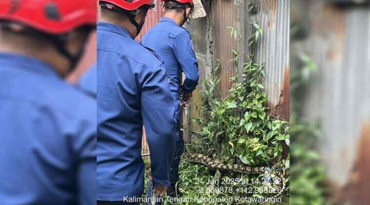 Petugas Dinas Pemadam Kebakarandan Penyelamatan menangkap ular sanca batik yang meresahkan warga di jalan Rangkas 1 Sampit.