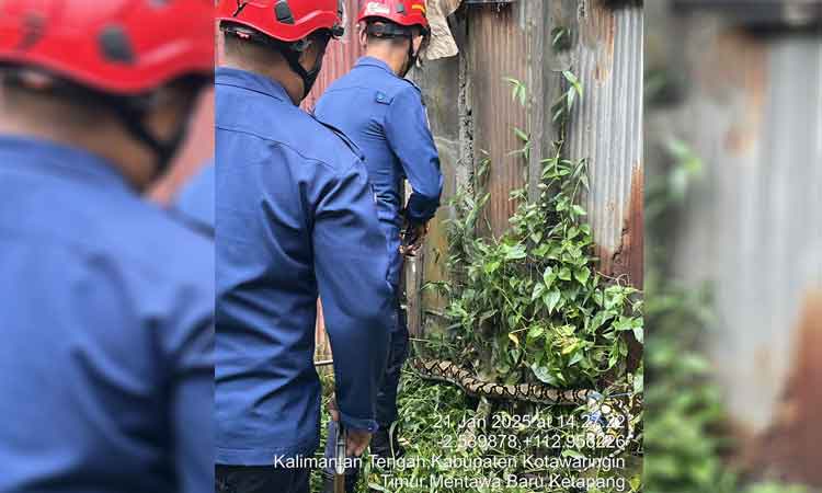 Ular Sanca Mengancam, Petugas Disdamkarmat Kotim Cepat Tanggap Selamatkan Warga