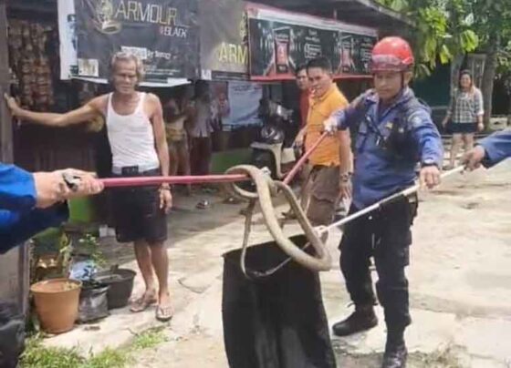 Petugas Disdamkarmat Kotim saat menangkap ular king kobra yang berada di permukiman warga di Jalan Iskandar 25 Sampit.