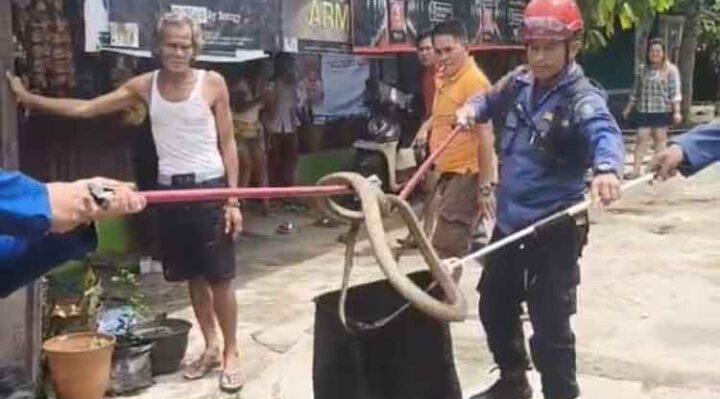 Petugas Disdamkarmat Kotim saat menangkap ular king kobra yang berada di permukiman warga di Jalan Iskandar 25 Sampit.