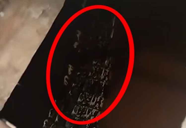 Kejadian Mirip Film, Buaya Besar Muncul di Kolong Rumah Warga Pulau Hanaut, Warga Resah