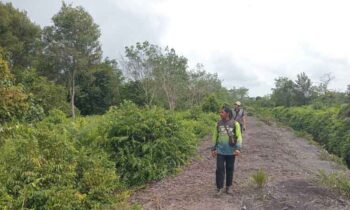 BKSDA Resort Sampit saat mengobservasi ke lokasi kemunculan orangutan di Desa Kandan, Kecamatan Kota Besi, Kabupaten Kotawaringin Timur.