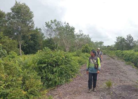 BKSDA Resort Sampit saat mengobservasi ke lokasi kemunculan orangutan di Desa Kandan, Kecamatan Kota Besi, Kabupaten Kotawaringin Timur.