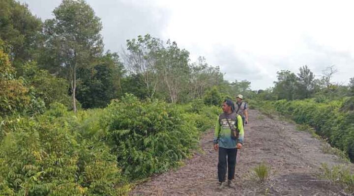 BKSDA Resort Sampit saat mengobservasi ke lokasi kemunculan orangutan di Desa Kandan, Kecamatan Kota Besi, Kabupaten Kotawaringin Timur.