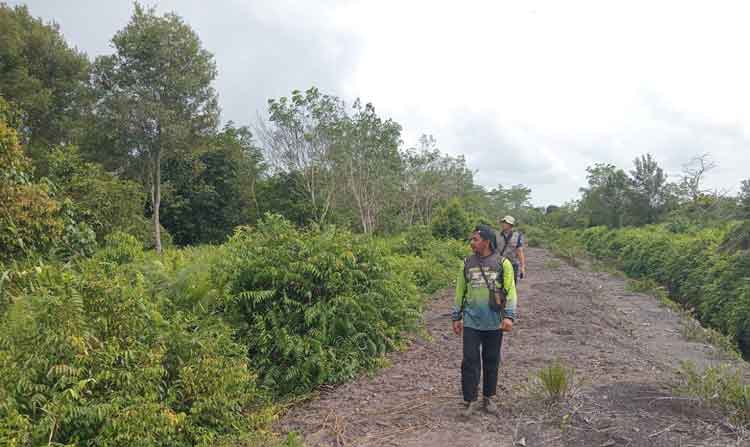 Orangutan Induk dan Anak Berkeliaran di Kebun Milik Warga Desa Kandan