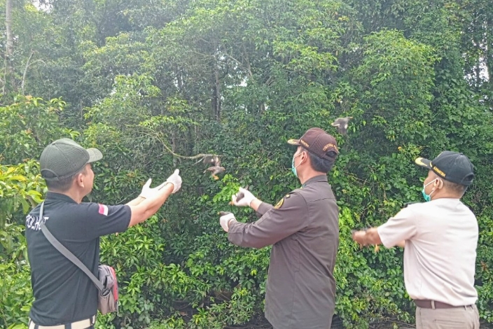 Penyelundupan Burung Langka Terbongkar! Puluhan Ekor Diselamatkan dan Dikembalikan ke Hutan Kotim