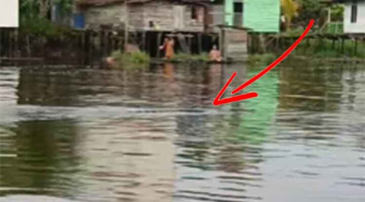 Kemunculan buaya di Sungai Cempaga, Kabupaten Kotawaringin Timur, Rabu pagi, 19 Maret 2025.