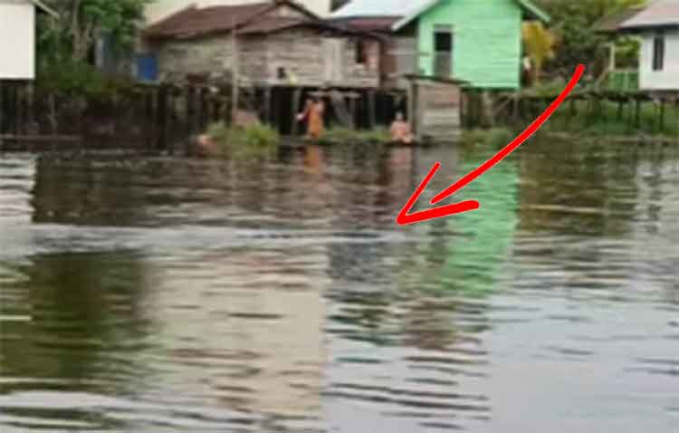 Warga Cempaga Resah, Buaya Besar Muncul di Sungai Dekat Permukiman