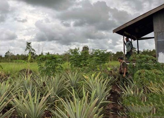BKSDA melakukan obeservasi lokasi kemunculan orangutan di kebun nanas warga di Jalan Lingkar Selatan Sampit.