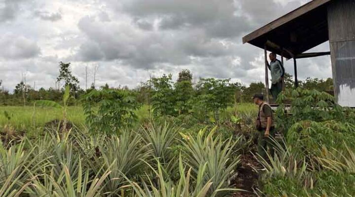 BKSDA melakukan obeservasi lokasi kemunculan orangutan di kebun nanas warga di Jalan Lingkar Selatan Sampit.