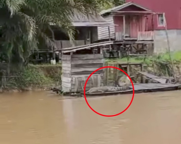 Heboh! Buaya Nongkrong di Samping Jamban Warga di Sungai Tualan