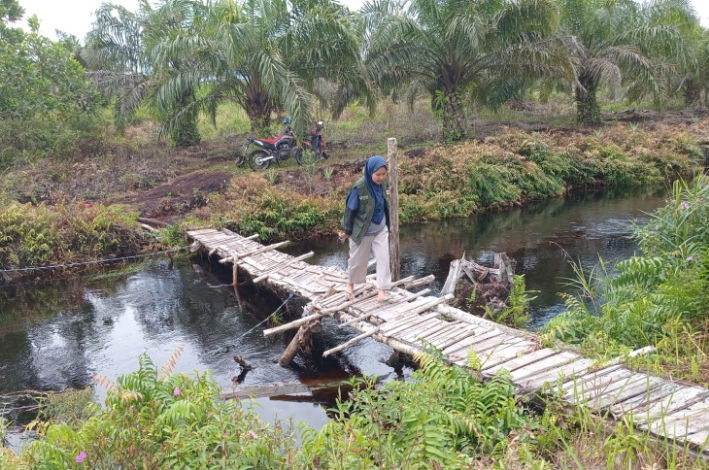 BKSDA Ingatkan Warga: Jangan Tangkap atau Bunuh Orangutan, Satwa Ini Dilindungi!