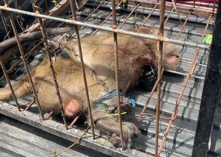 Sempat Gigit Pemiliknya, Seekor Monyet di Sampit Diamankan Petugas Damkar