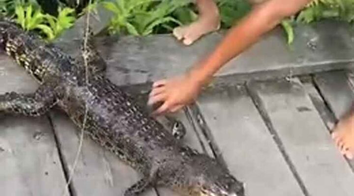 Bangkai anak buaya ditemukan warga di Sungai Kukup, Kelurahan Mentaya Seberang, Kecamatan Seranau, Kabupaten Kotawaringin Timur