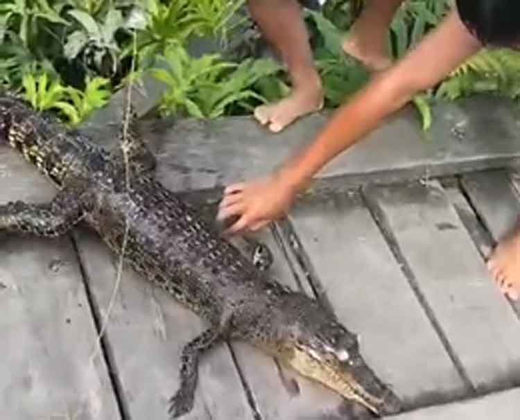 Bangkai Anak Buaya Muncul di Sungai Kukup, Anak-Anak Diminta Hindari Sungai