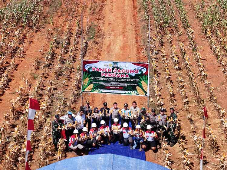 Bekas Landasan Pacu Dijadikan Lahan Pertanian, Polsek Mentaya Hulu Panen 3 Ton Jagung