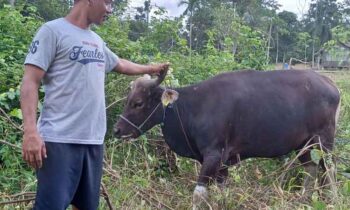 Pedagang di Sampit memperlihatan hewan kurban yang dijual untuk kepentingan Iduladha.