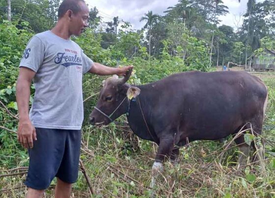 Pedagang di Sampit memperlihatan hewan kurban yang dijual untuk kepentingan Iduladha.