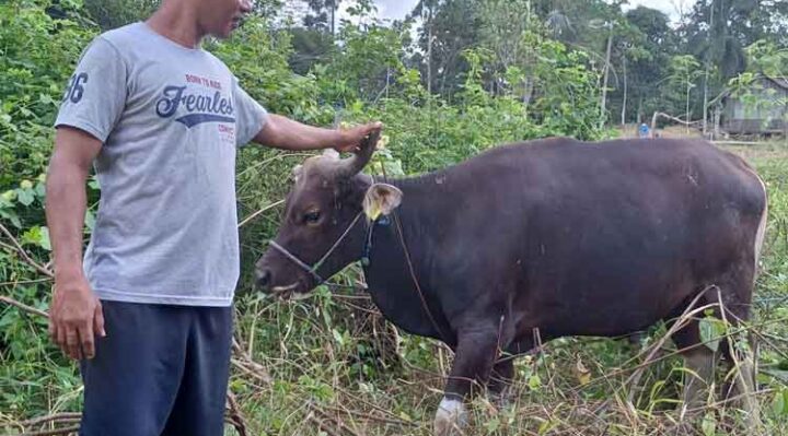 Pedagang di Sampit memperlihatan hewan kurban yang dijual untuk kepentingan Iduladha.
