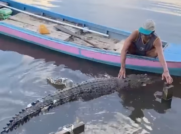 Buaya Besar Mati Terkena Perangkap Ikan Nelayan di Desa Natai Baru