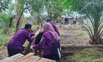 Pemeriksaan kesehatan hewan kurban oleh DPKP Kotim, Senin, 2 Juni 2025.
