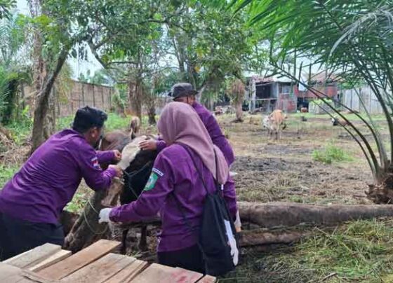 Pemeriksaan kesehatan hewan kurban oleh DPKP Kotim, Senin, 2 Juni 2025.
