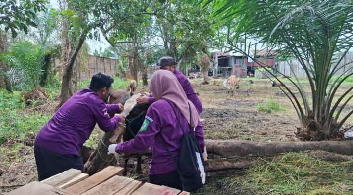 Pemeriksaan kesehatan hewan kurban oleh DPKP Kotim, Senin, 2 Juni 2025.