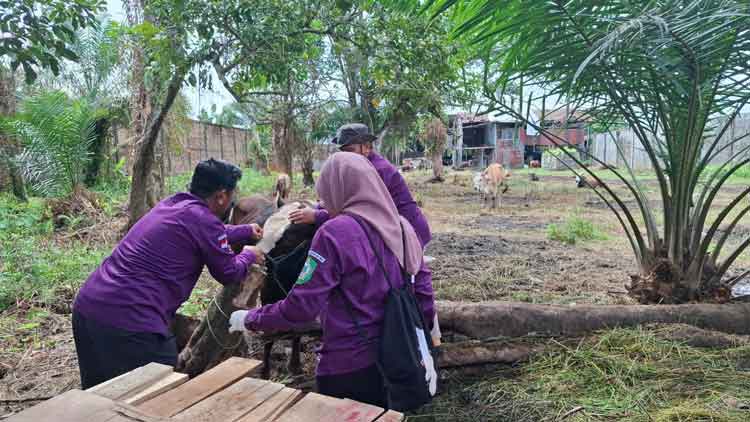 Jelang Iduladha, Dispertan Kotim Mulai Pemeriksaan Kesehatan Hewan Kurban