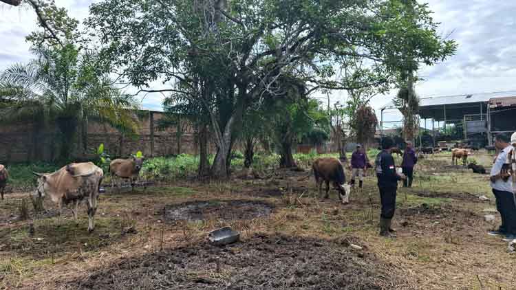 Menjelang Iduladha, Ribuan Hewan Kurban Sudah Tiba di Sampit, Sapi Dominasi