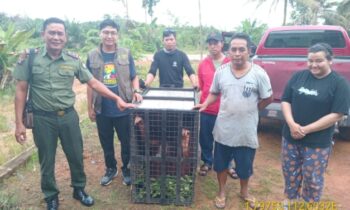Warga Desa Beringin Agung menyerahkan orangutan ke BKSDA Resort Sampit.