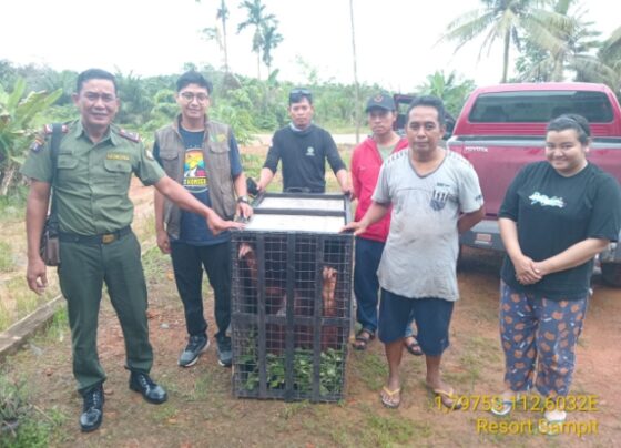 Warga Desa Beringin Agung menyerahkan orangutan ke BKSDA Resort Sampit.
