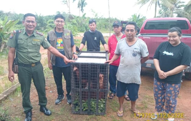 Warga Desa Beringin Agung menyerahkan orangutan ke BKSDA Resort Sampit.
