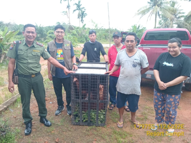 Orangutan Betina Ini Dibesarkan Seperti Anak Sendiri, Kini Diserahkan ke BKSDA