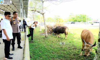 Menyambut Hari Raya Iduladha 1446 Hijriah, Pemerintah Kabupaten Murung Raya (Pemkab Mura) menyerahkan bantuan hewan kurban kepada masyarakat di halaman Masjid Agung Al Istiqlal Puruk Cahu, Rabu, 4 Juni 2025.