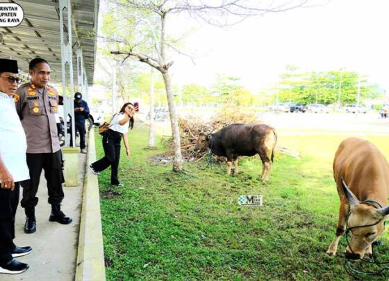 Menyambut Hari Raya Iduladha 1446 Hijriah, Pemerintah Kabupaten Murung Raya (Pemkab Mura) menyerahkan bantuan hewan kurban kepada masyarakat di halaman Masjid Agung Al Istiqlal Puruk Cahu, Rabu, 4 Juni 2025.